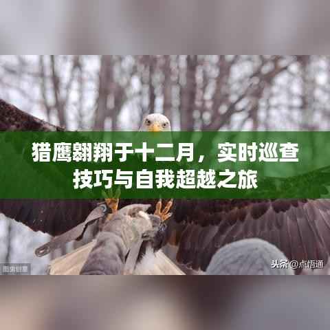 猎鹰十二月翱翔,实时巡查技巧与自我超越之旅