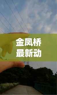 金凤桥最新动态新闻发布,今日消息一网打尽!