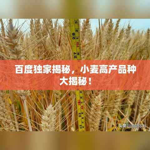 百度独家揭秘，小麦高产品种大揭秘！