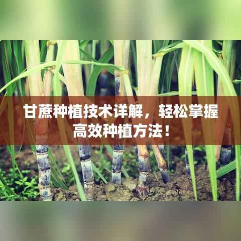 甘蔗种植技术详解，轻松掌握高效种植方法！