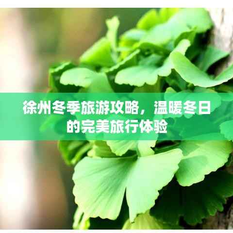 徐州冬季旅游攻略,温暖冬日的完美旅行体验