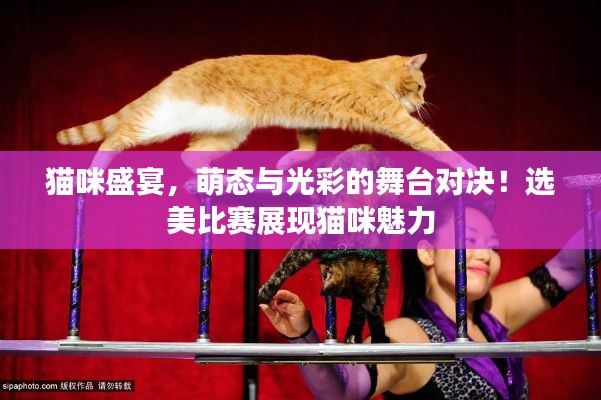 猫咪盛宴,萌态与光彩的舞台对决!选美比赛展现猫咪魅力