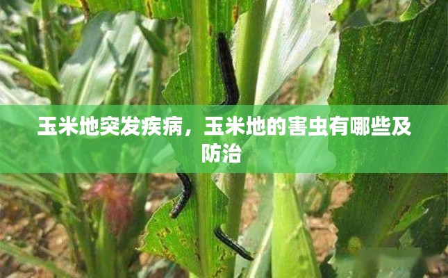 玉米地突发疾病，玉米地的害虫有哪些及防治 