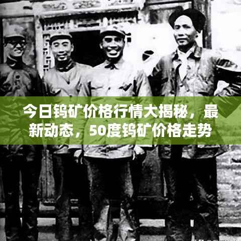 今日钨矿价格行情大揭秘，最新动态，50度钨矿价格走势分析